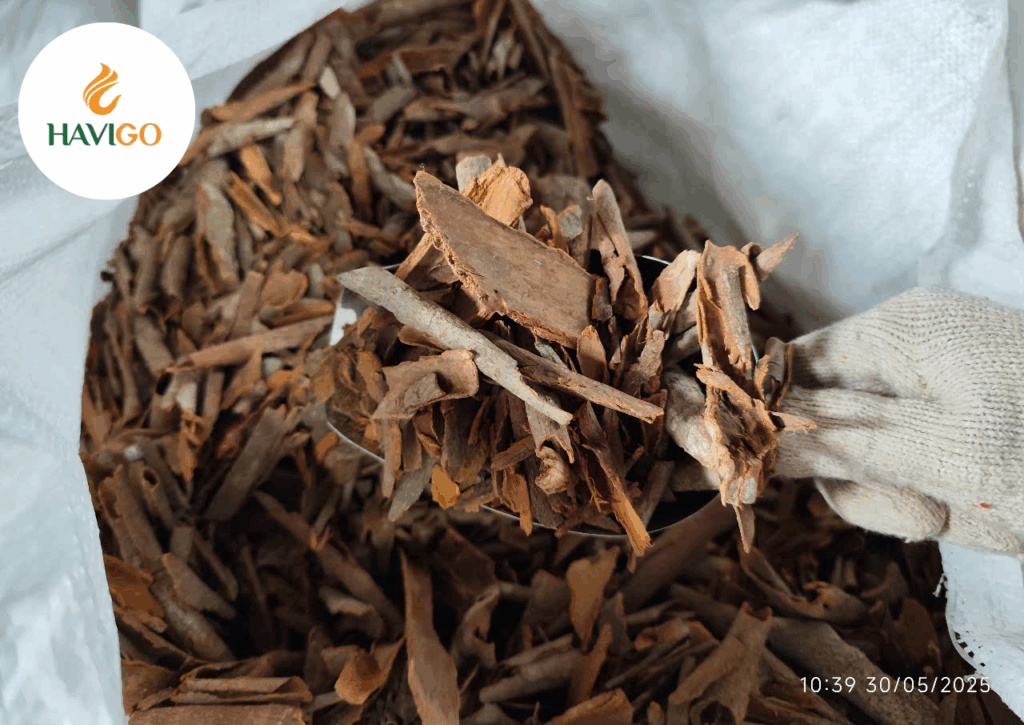 Broken Cassia