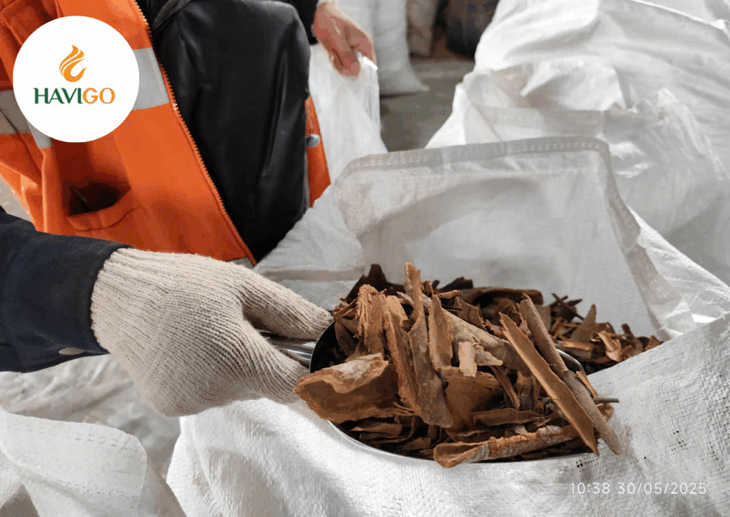 What is Broken Cassia?