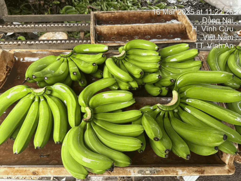 Sustainability: A Key Value at Havigo