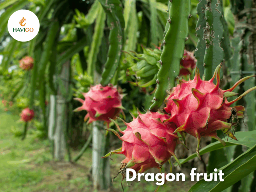 Why Importers Choose Havigo as Their Fruit Exporter