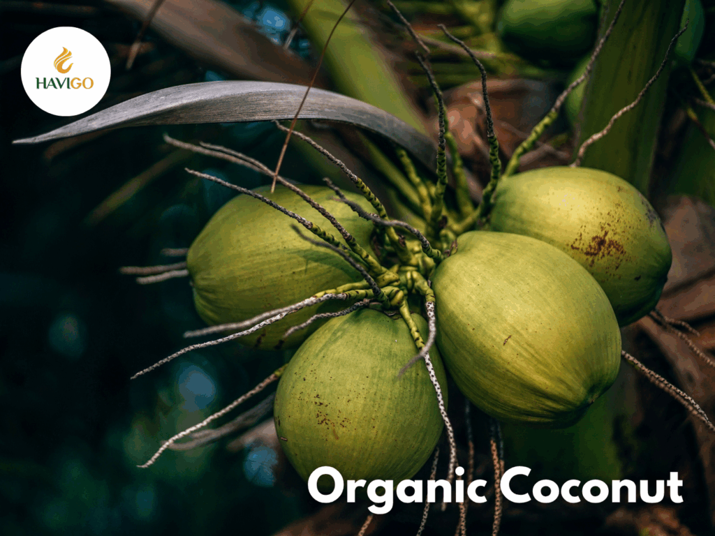 The Global Demand for Organic Coconuts