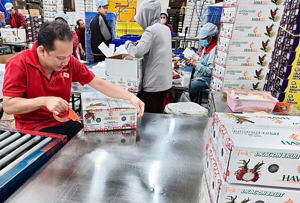 vietnamese-dragon-fruit