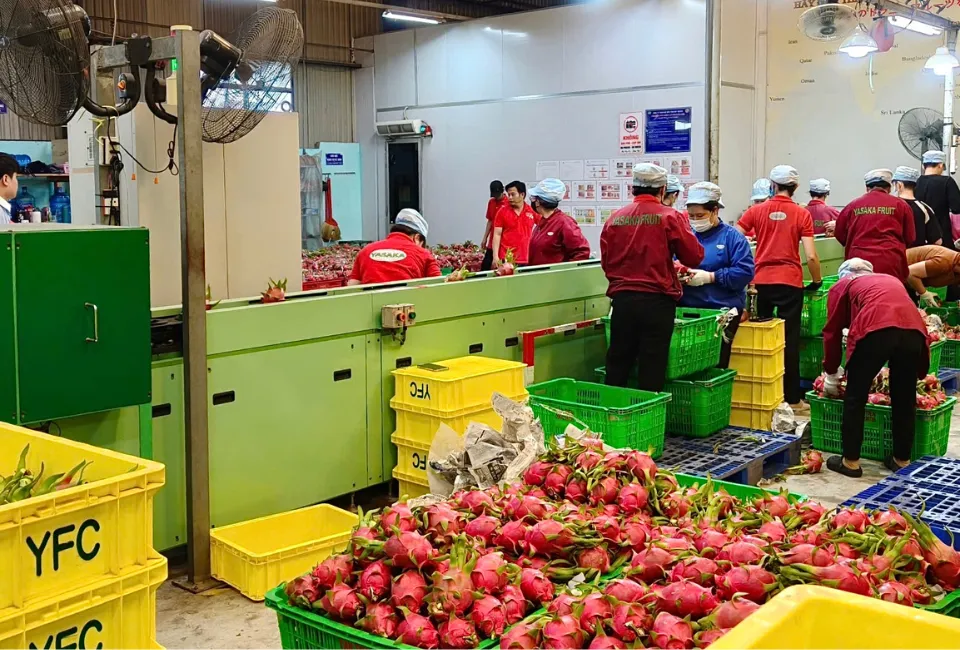 vietnamese-dragon-fruit