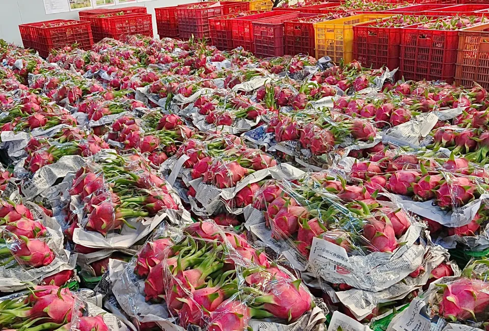 vietnamese-dragon-fruit