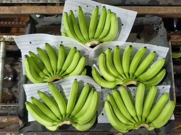 Vietnamese banana