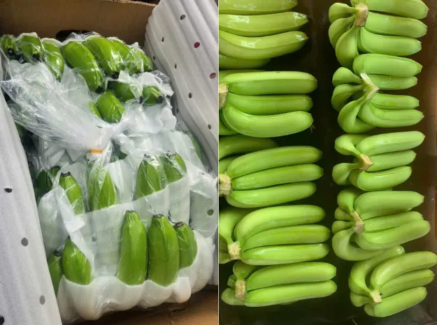 Hand Pack banana prepared for export