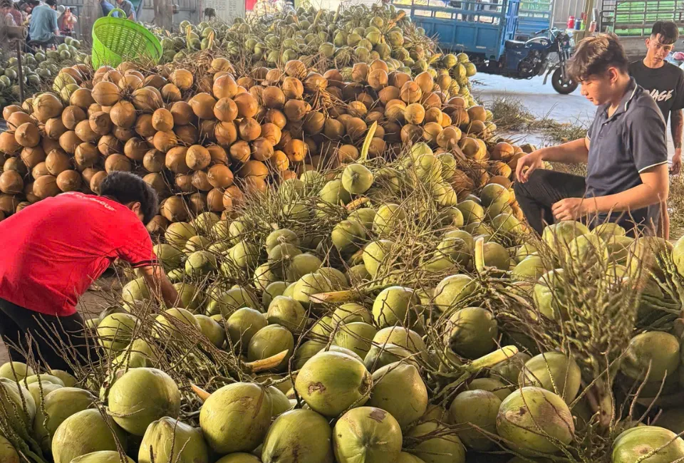 Vietnamese Coconut 10 18 11zon havigo.vn