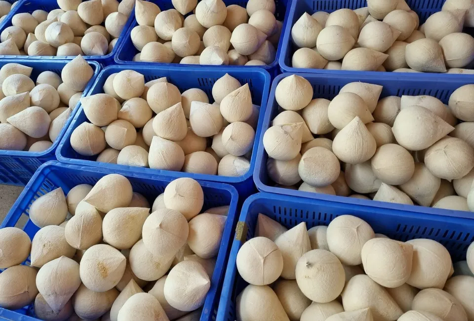 Vietnamese Coconut 12 19 11zon havigo.vn