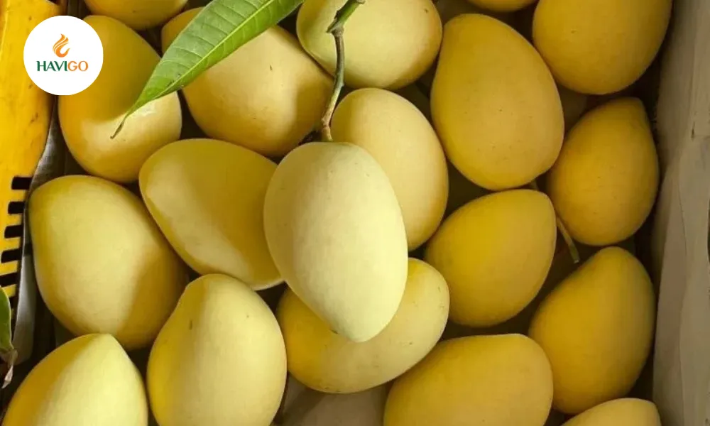 cat-chu-mango–premium-vietnamese-mango-for-global-importers