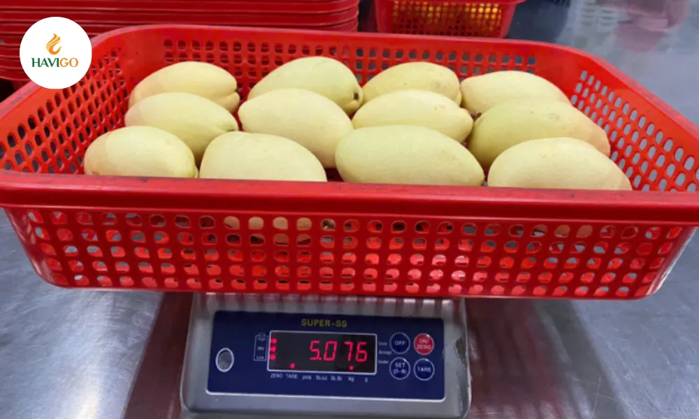 Grading, Sorting, and Packing mango