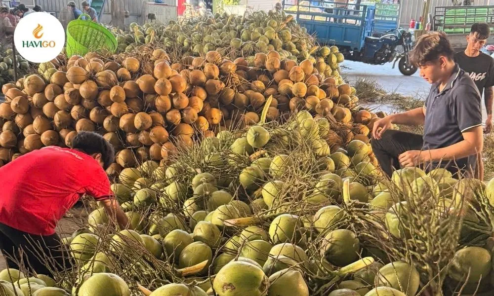 Golden Opportunity: Why Importers Must Act Now?