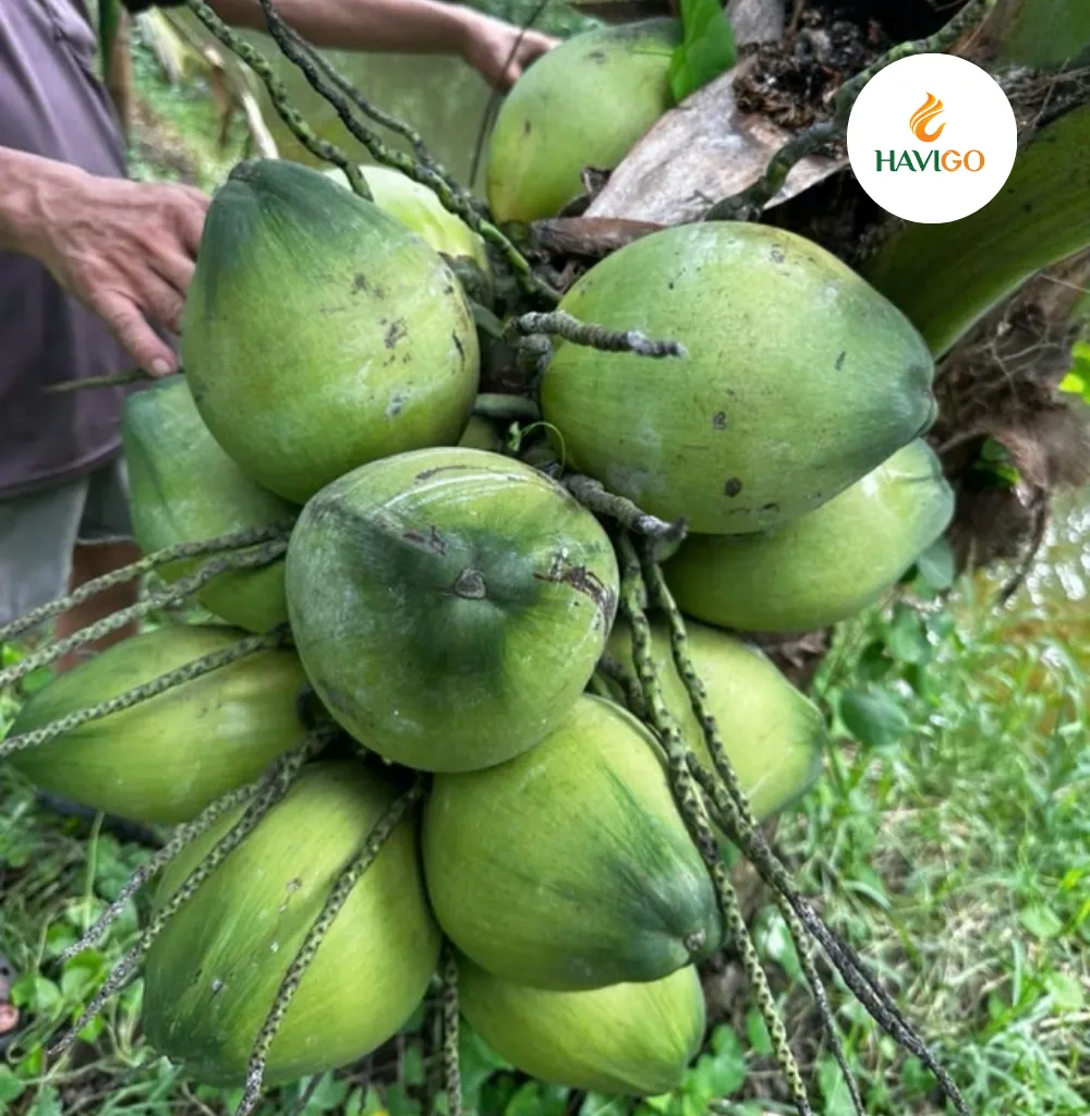vietnamese coconut price