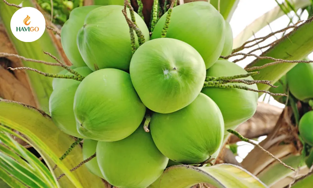 green-coconut