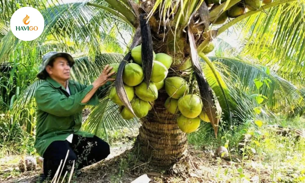vietnamese coconut origin from the Mekong Delta