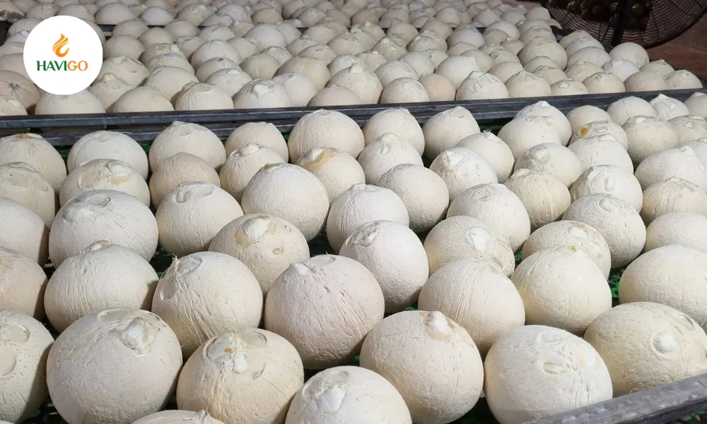 mature-coconut–white