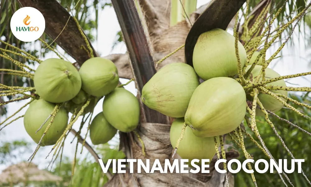 vietnamese-coconut-the-treasure-of-ben-tre