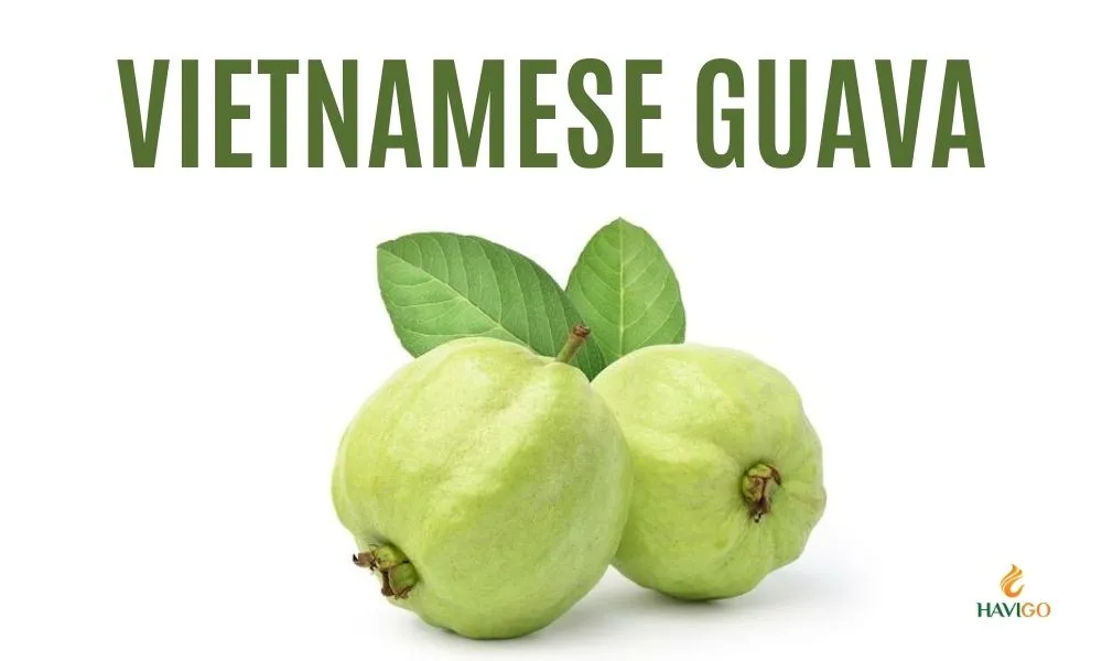 Vietnamese Guava - from fertile soil to global markets.