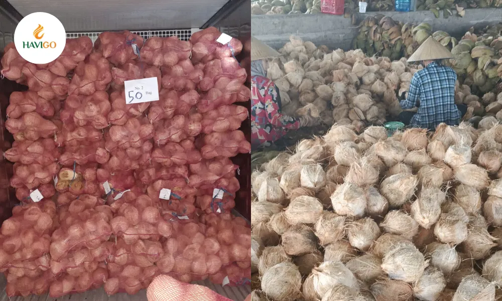 Husked Coconut Types: Difference Between Semi and Fully 3 coconut exporters in Vietnam