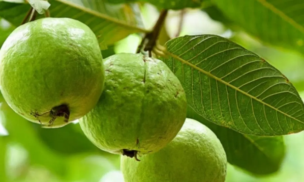 Guava Fruit Benefits Backed By Science For Better Health