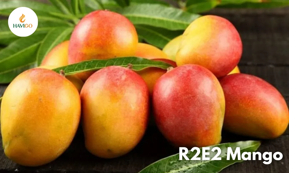 R2E2 Mango: Premium Vietnamese Mango for Global Importers 3 174 2 11zon havigo.vn