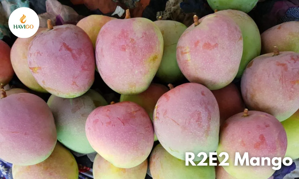 R2E2 Mango: Premium Vietnamese Mango for Global Importers
