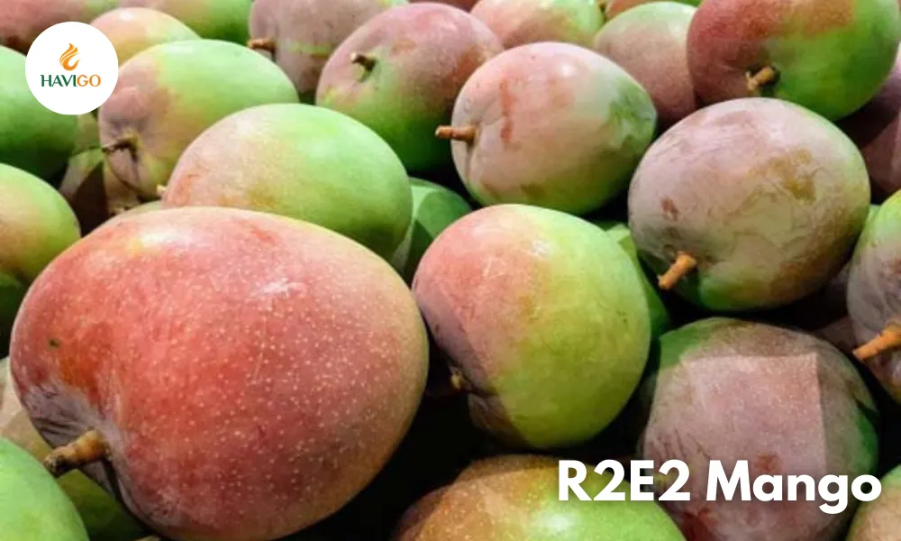 R2E2 Mango: Premium Vietnamese Mango for Global Importers 2 R2E2 mango