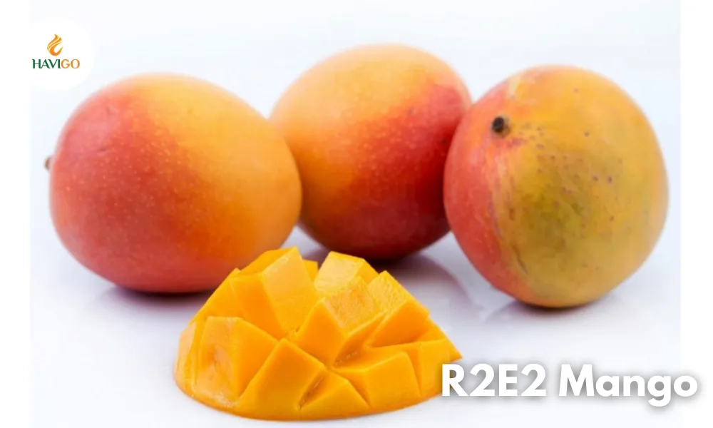 R2E2 Mango: Premium Vietnamese Mango for Global Importers 5 177 5 11zon havigo.vn