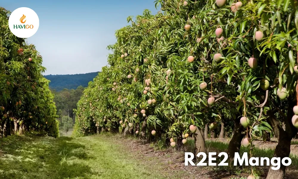 R2E2 Mango: Premium Vietnamese Mango for Global Importers 4 R2E2 mango