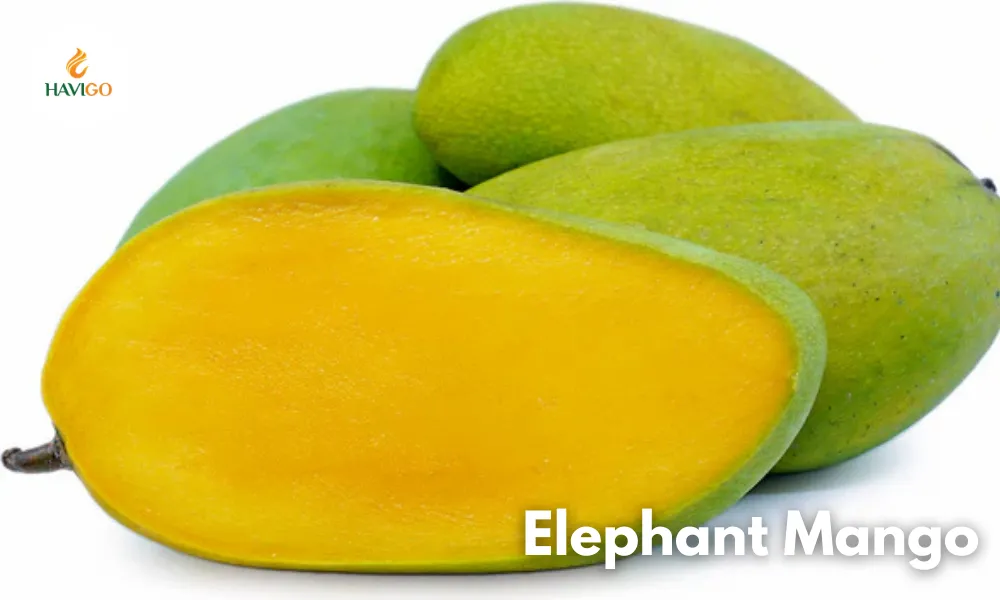 Elephant Mango: Can Giant Mango Deliver Higher Import Value?