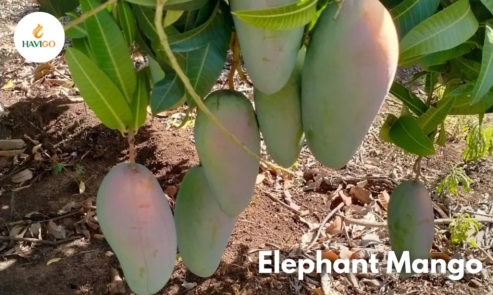 Elephant mango