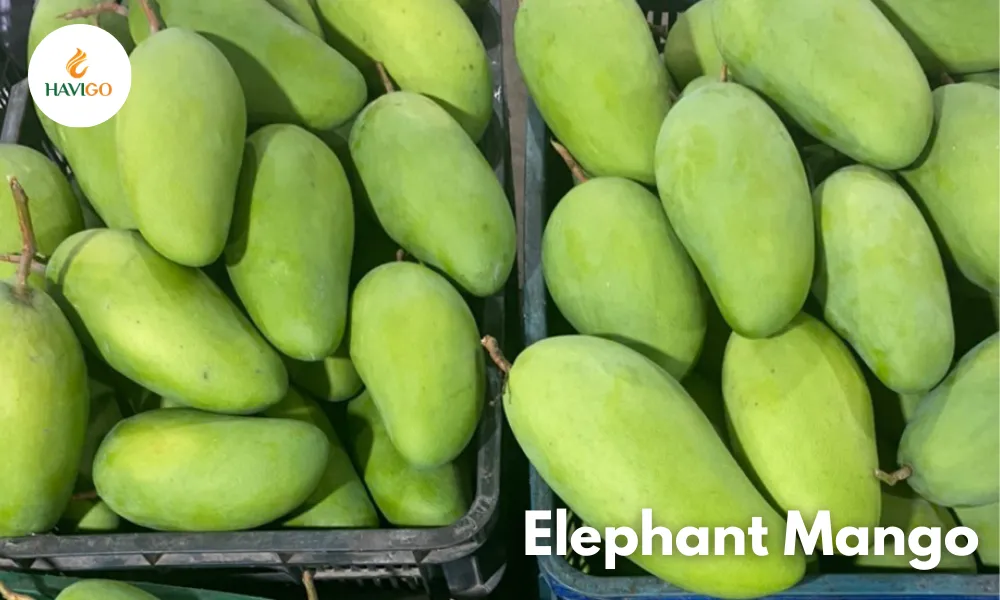 Why Is Elephant Mango Attractive to Import Markets?