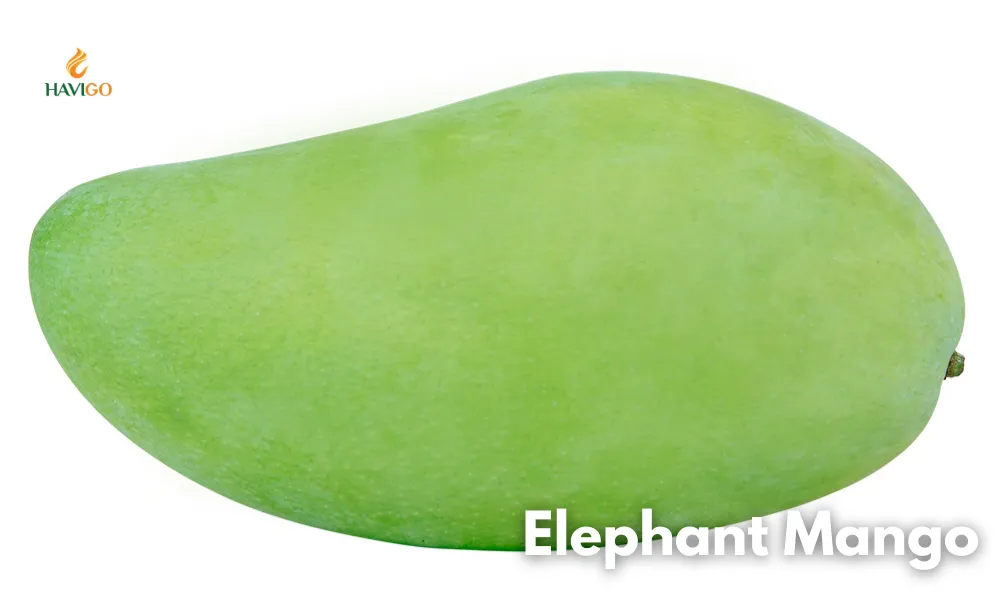 What Is Elephant Mango