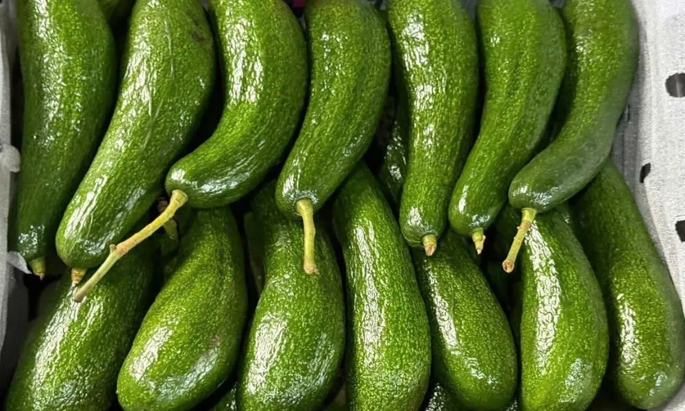 vietnam-avocado-export-quality