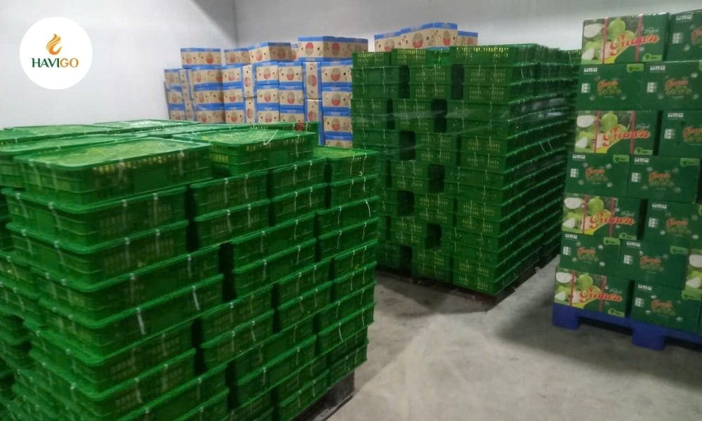 havigo-vietnamese-guava-export-quality