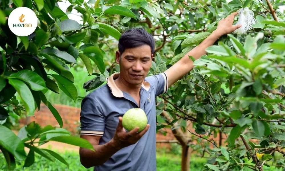 havigo-vietnamese-guava-export-quality