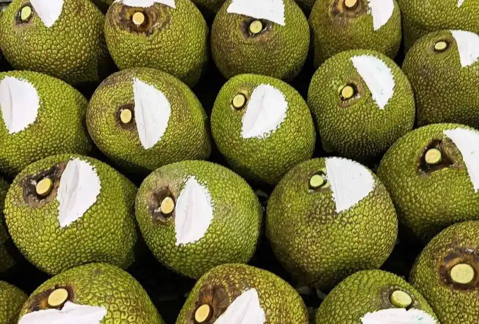 Fresh whole jackfruit from Havigo with green rind, neatly arranged and labeled for export.