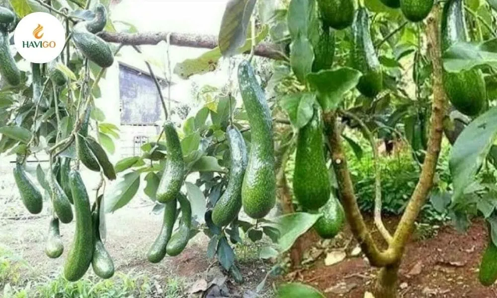 green-skin-vietnam-avocado-ripe-creamy