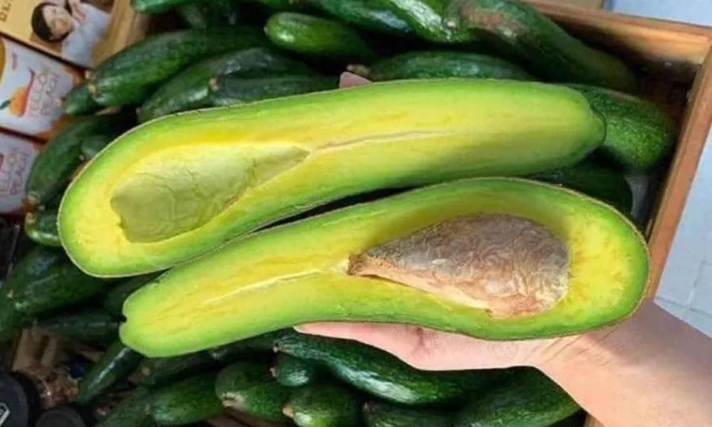 avocado-storage-tips-fresh-avocado-fruit