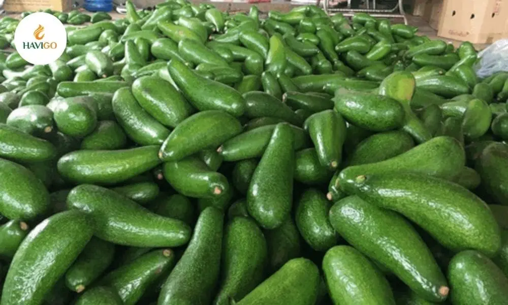 Avocado Qualities: Insider Secrets for Profitable Imports 1 export-avocado-qualities-inspection-standards