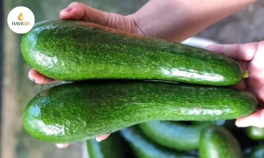 Avocado Qualities: Insider Secrets for Profitable Imports 2 external-avocado-qualities-034-variety-check