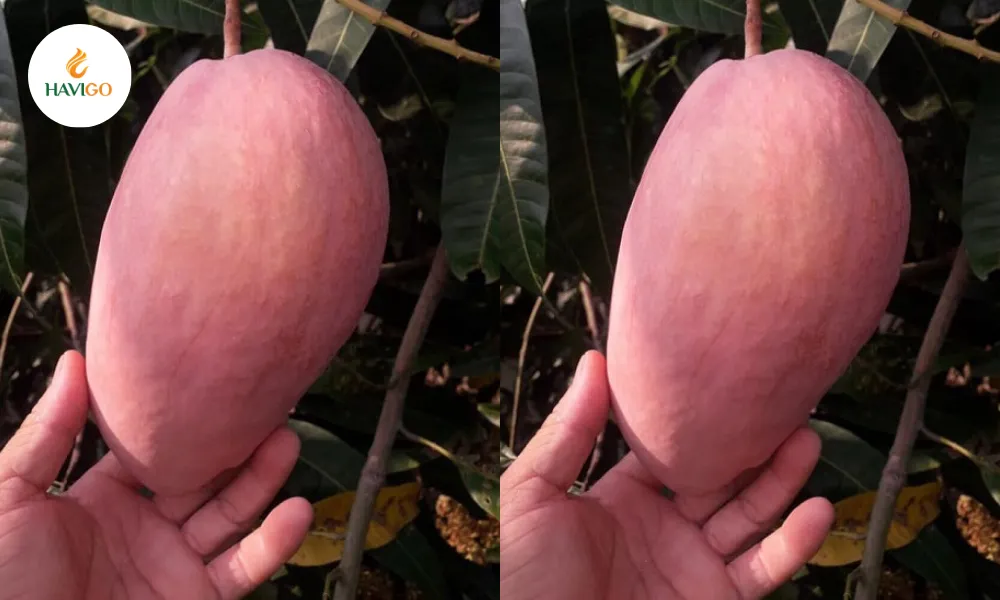 Pink mango
