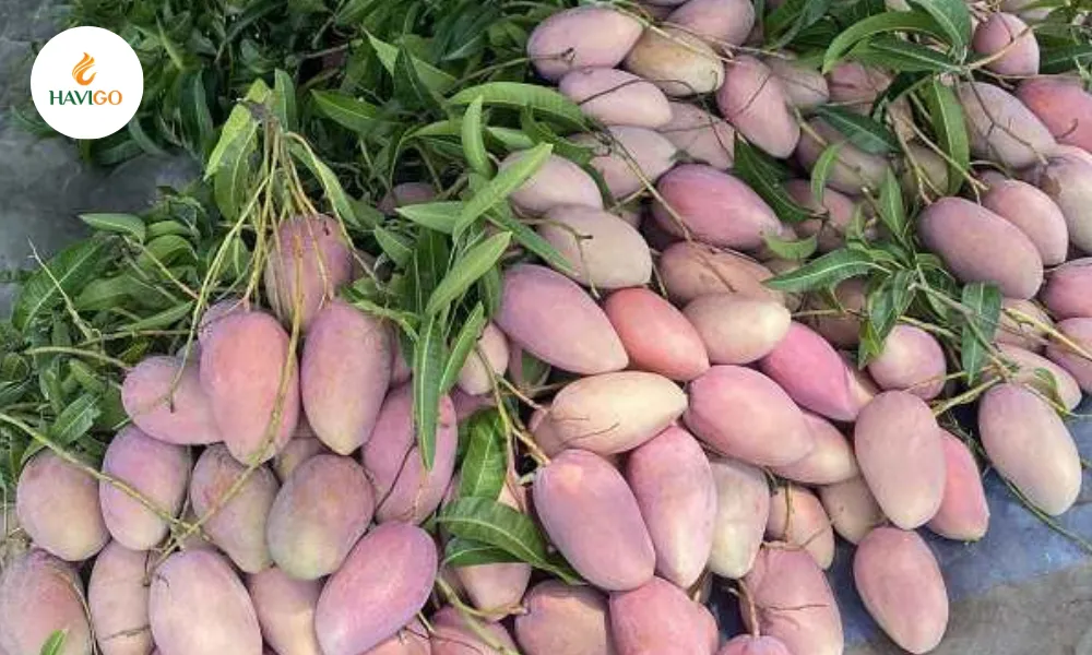 216 3 11zon havigo.vn