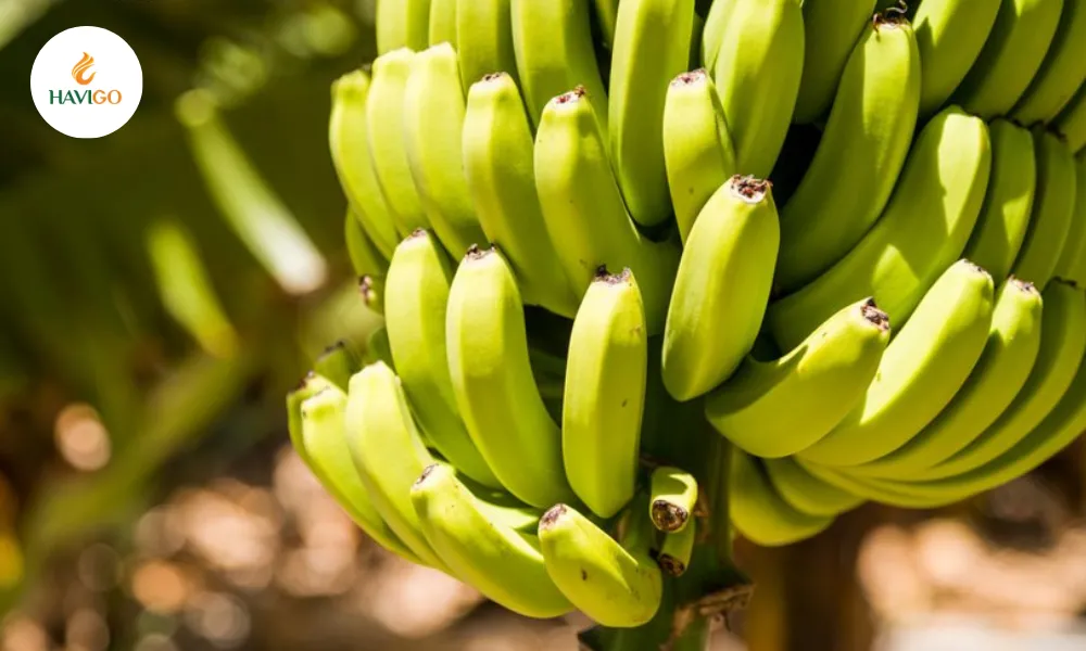 Banana: Origin, Nutrition, and Why It Dominates Global Fruit Trade