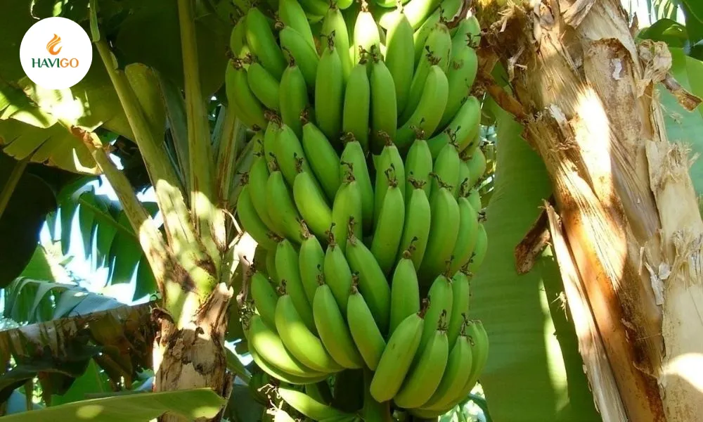 Vietnamese banana