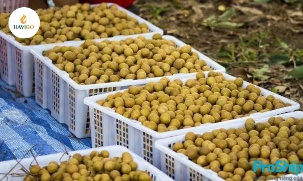 the-unique-characteristics-of-vietnamese-longan
