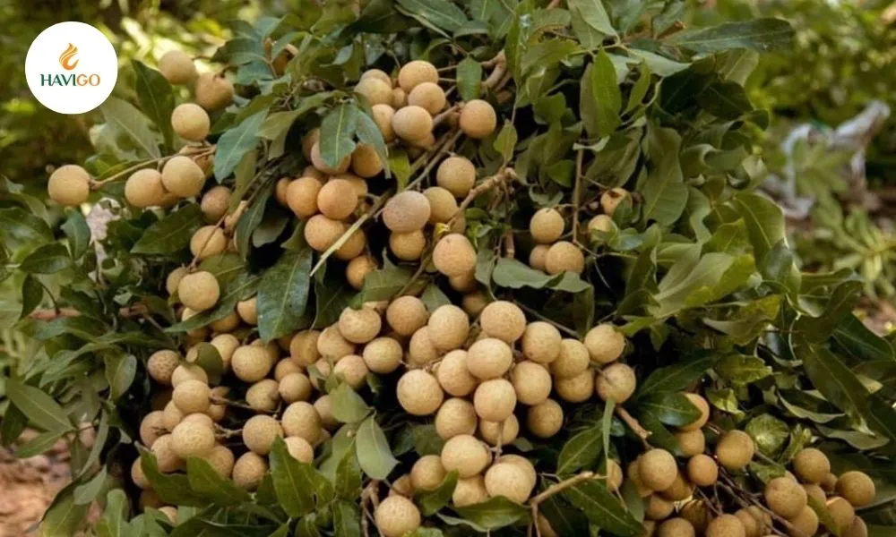 Why Vietnamese Longan Dominates the Global Market