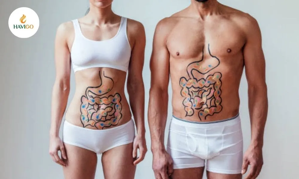 Benefits of Longan Fruit for a healthy digestive system and gut health.