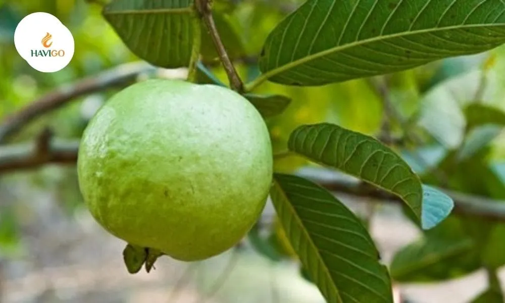 Exporter of Guava: Which Country Leads the Global Market?