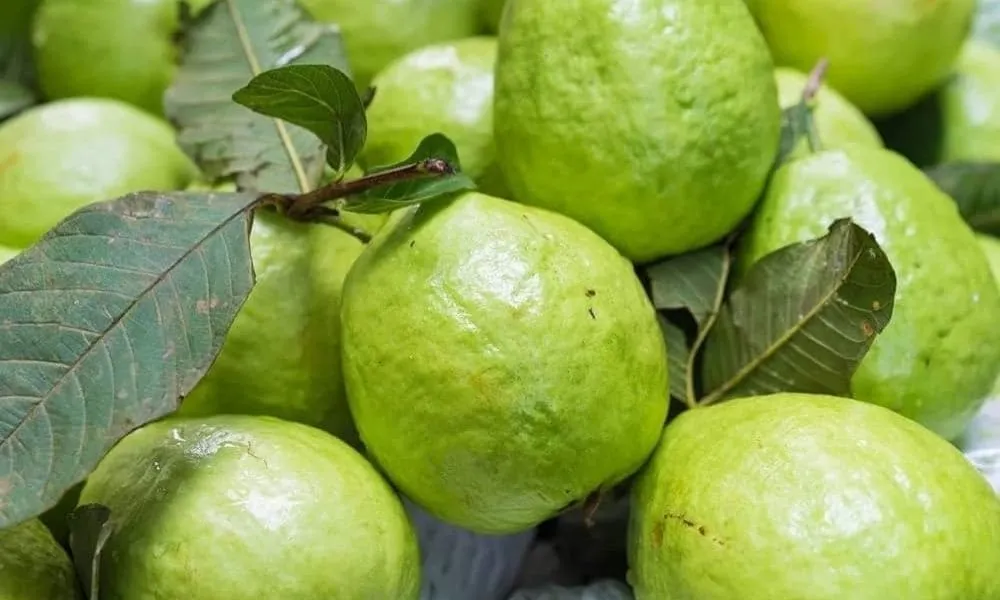 Vietnamese Guava and the Future of Guava Exports