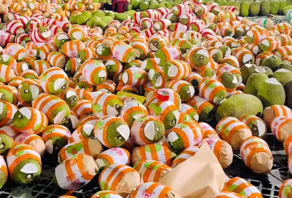 Fresh jackfruit from Havigo with vibrant yellow flesh, ready for consumption.
